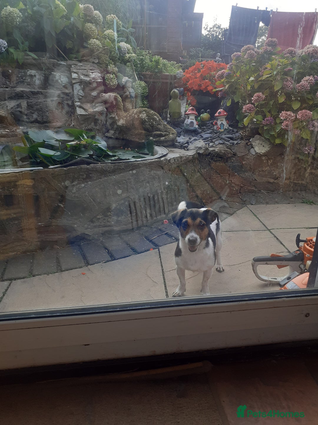 Jack Russell dogs for sale: Jack Russell  - Image 10