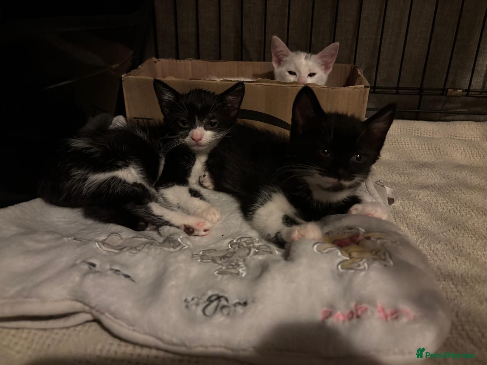 Mixed Breed cats 3 female kittens 2 - Advert 1