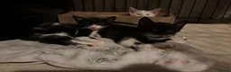Mixed Breed cats for sale: 3 female kittens 2 - Advert 1