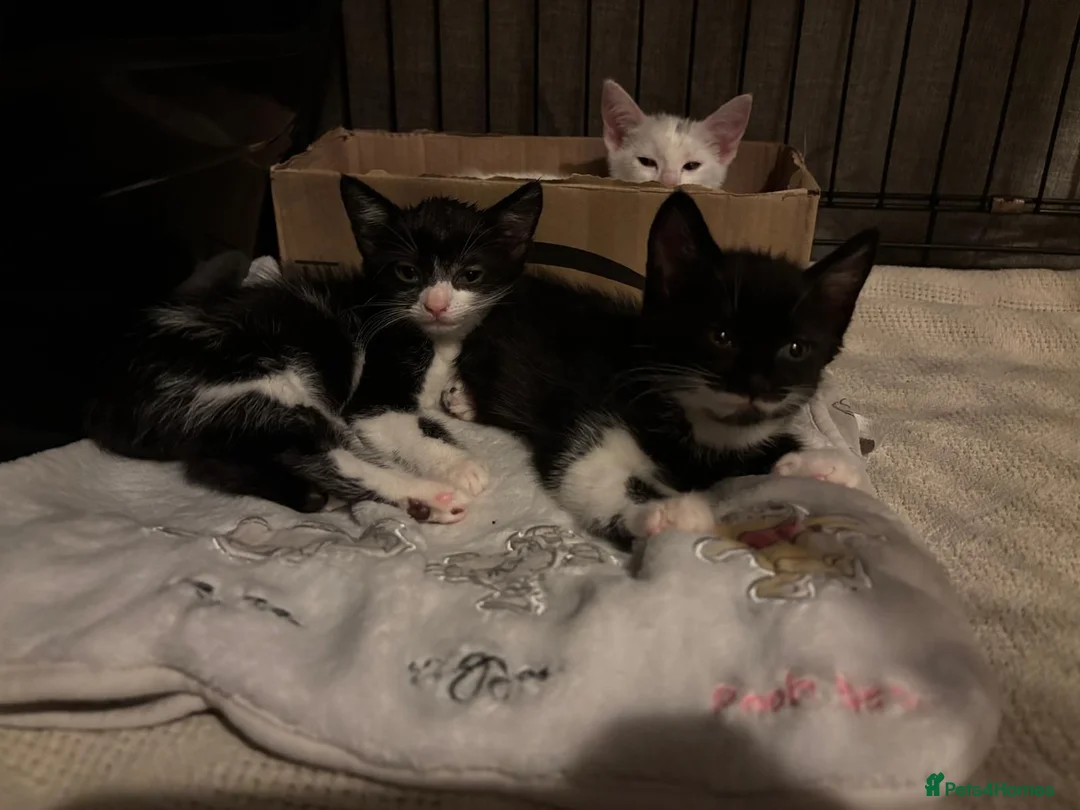 Mixed Breed cats for sale: 3 female kittens 2 - Advert 1