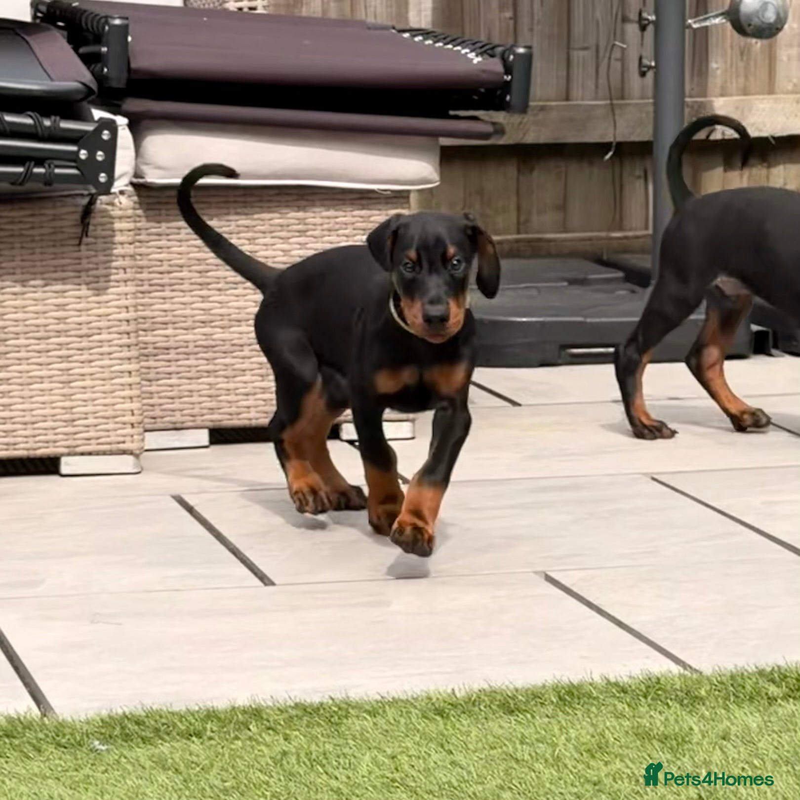 Dobermann dogs     FINAL 2 BOYS | READY TO COLLECT | KC DOBERMANS - Advert 2