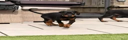 Dobermann dogs for sale: READY TO COLLET NOW | RKC DOBERMAN | CHAMPION LINE - Advert 32