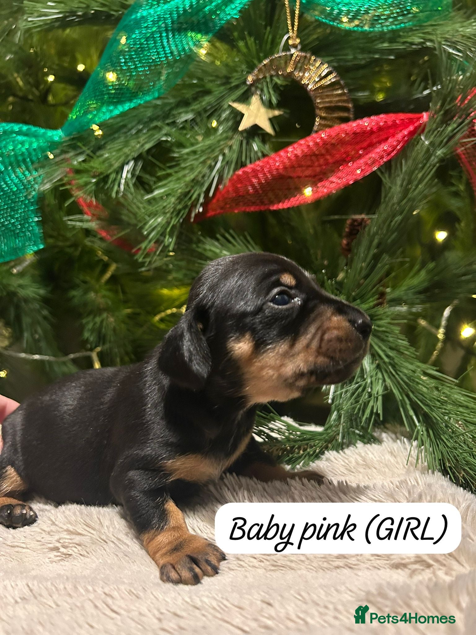 Miniature Dachshund dogs Miniature dachshund  - Advert 1
