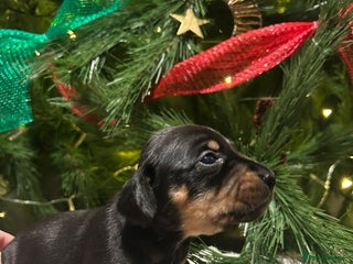 Miniature Dachshund dogs Miniature dachshund - Advert 1