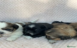 Mixed Breed dogs for sale: Lhasa apso cross shihtzu puppies. - Advert 8