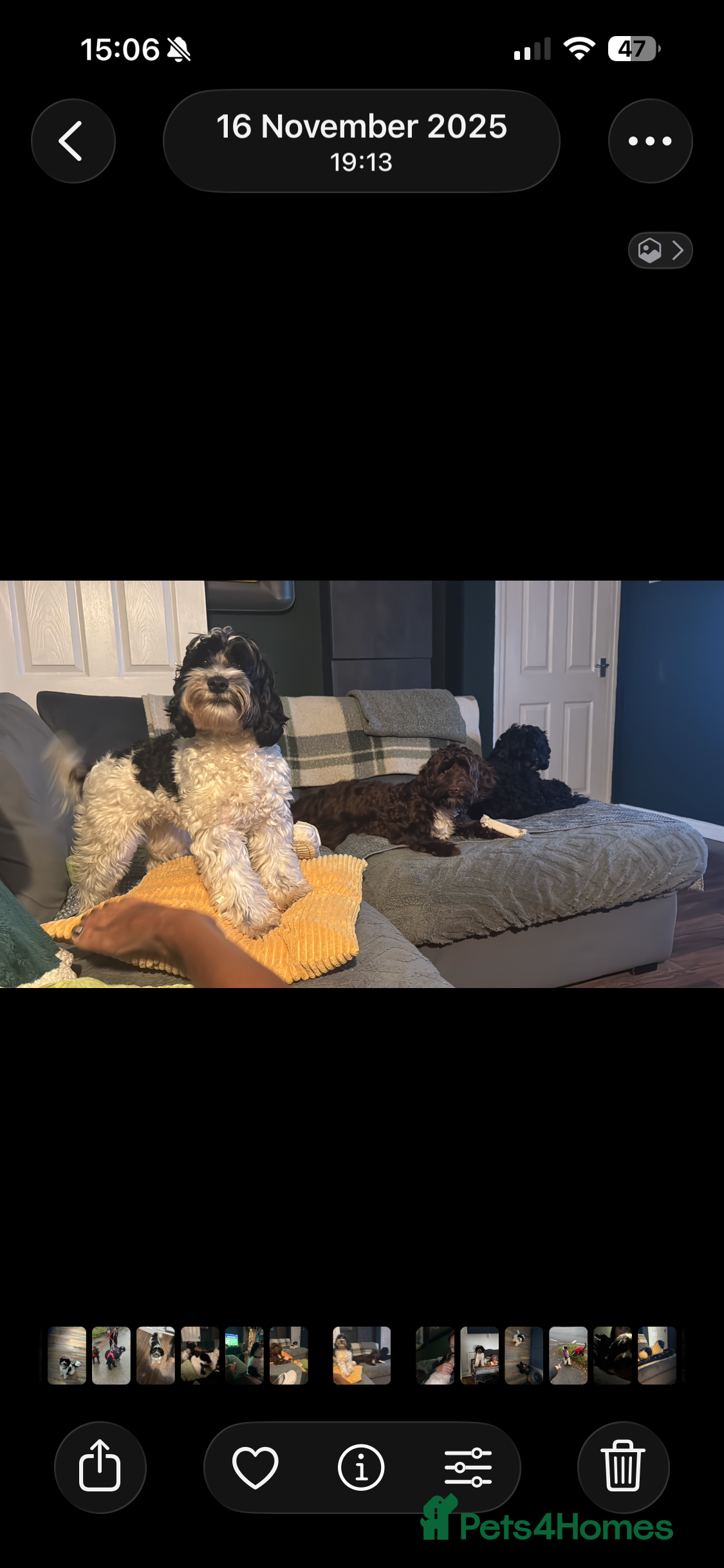 Mixed Breed dogs 2 females to rehome TOGETHER - Advert 2