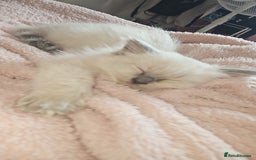 Ragdoll cats for sale: 5 Ragdoll Kittens 😻 READY NOW - Image 9