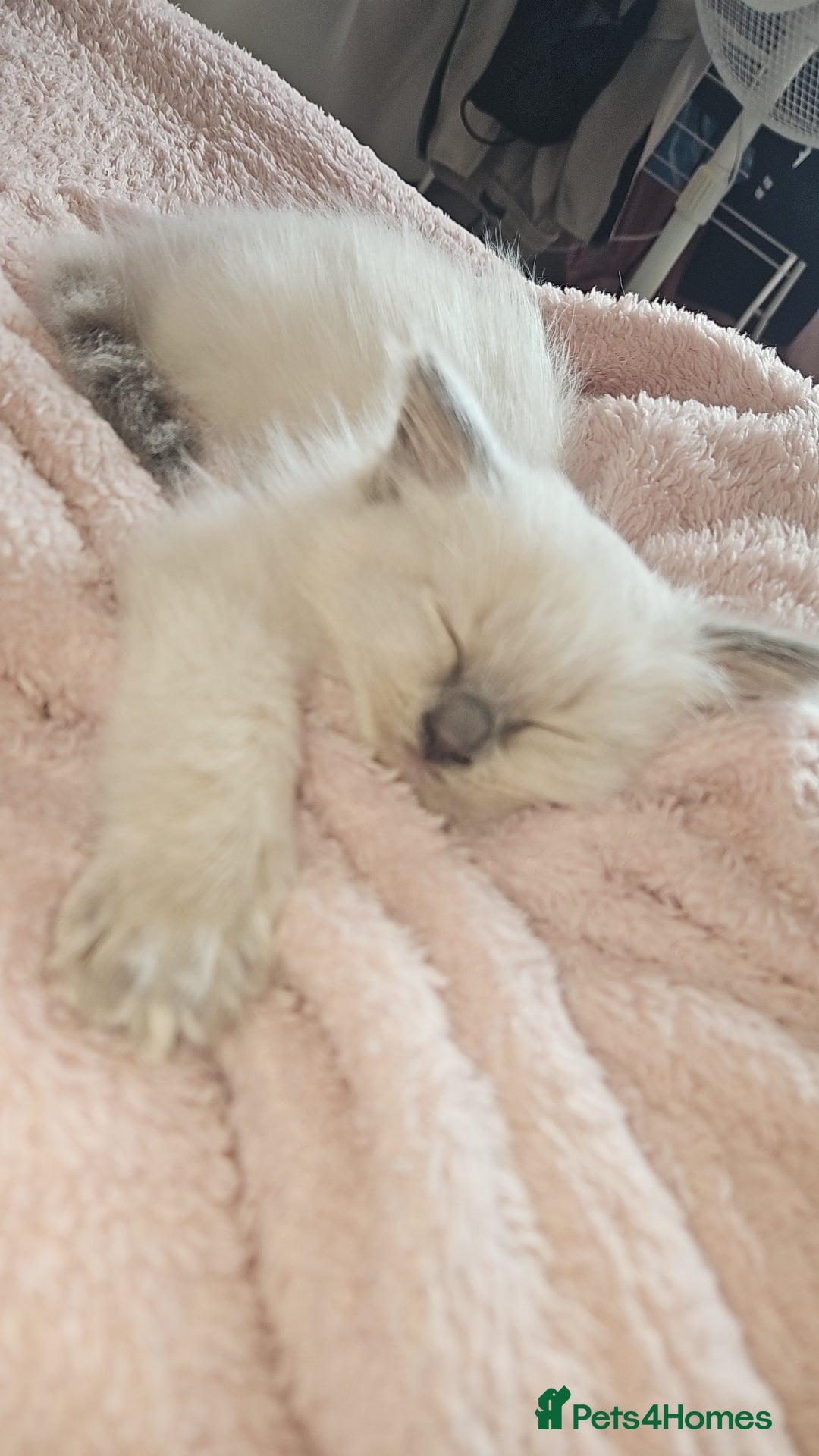 Ragdoll cats for sale: 5 Ragdoll Kittens 😻 READY NOW - Image 9