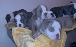 Olde English Bulldogge dogs for sale: Olde English bulldogs puppies  - Image 30