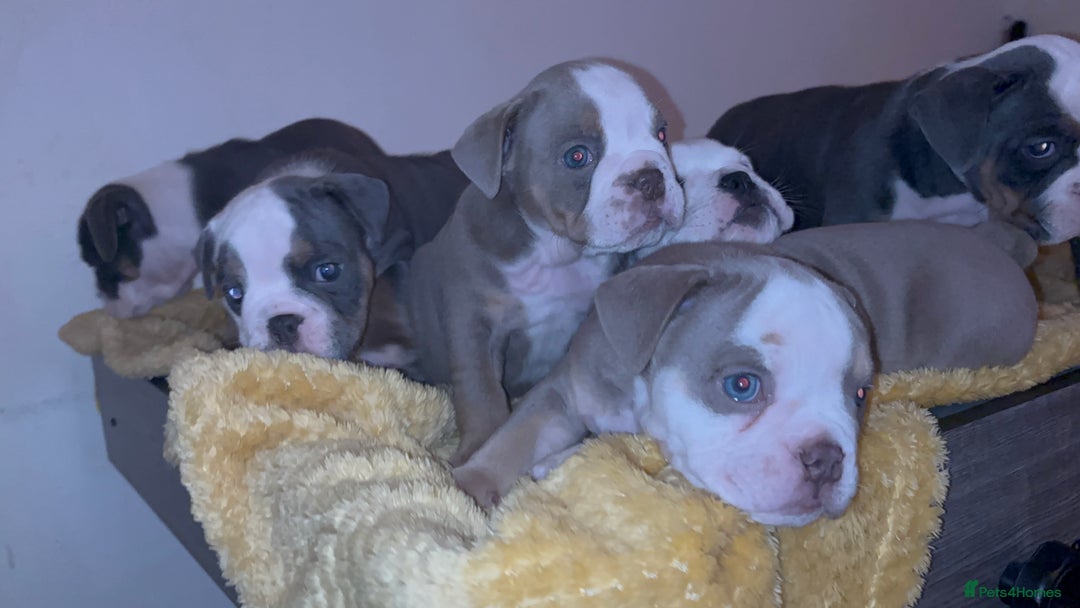 Olde English Bulldogge dogs for sale: Olde English bulldogs puppies  - Image 30