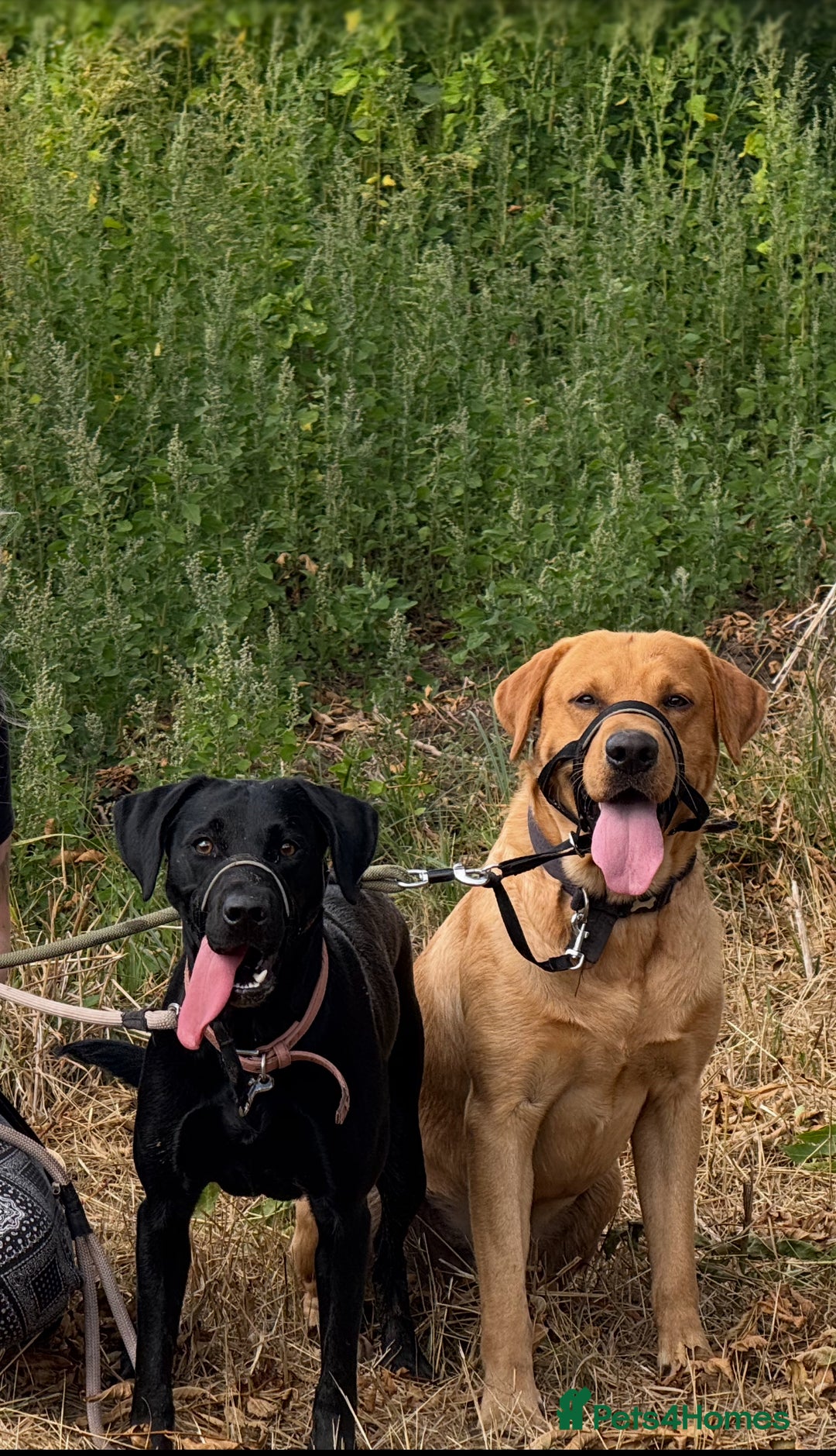 Labrador Retriever dogs for sale: 2 Beautiful Labrador Girls  - Advert 6