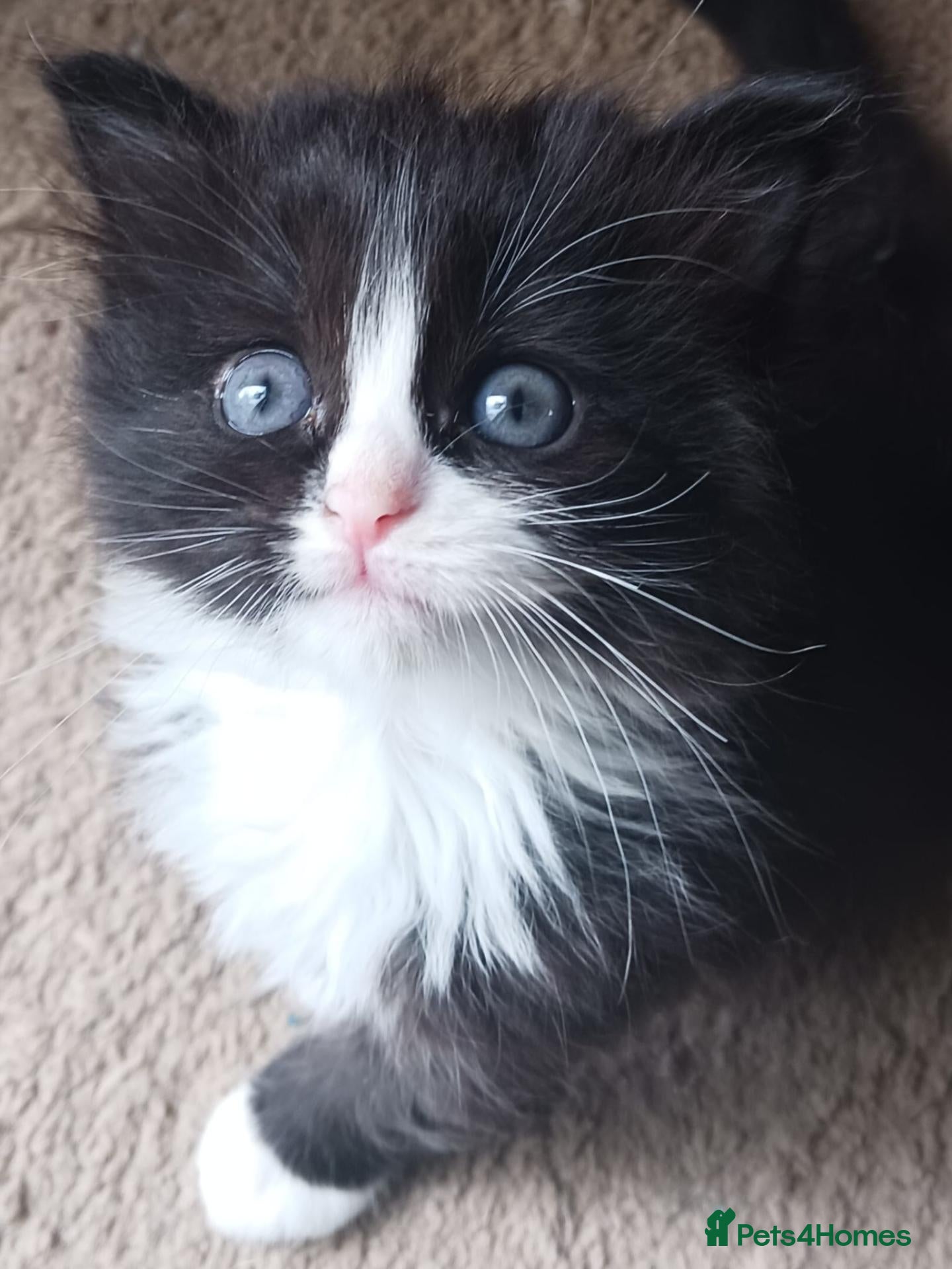 Ragdoll cats for sale: CUTE SOLID RAGDOLL KITTENS  - Advert 1