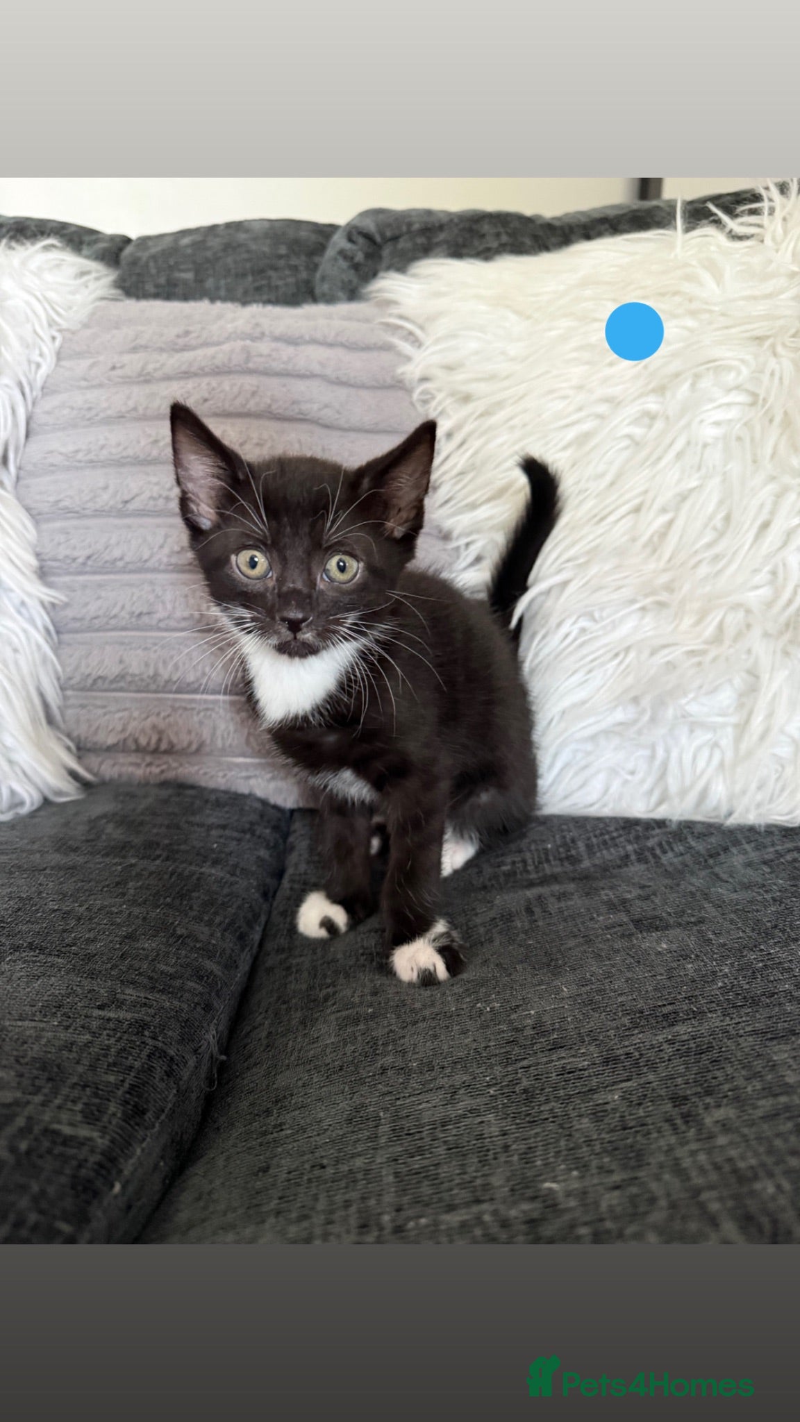 Mixed Breed cats 1 male 2 female kittens tuxedo - Advert 13