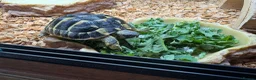 Hermann Tortoise reptiles for sale: 8 month old male hermann tortoise - Advert 1