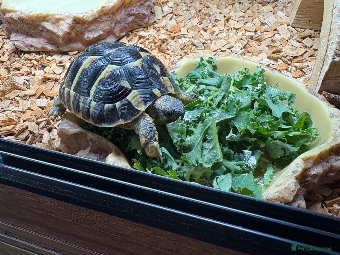 Hermann Tortoise reptiles for sale: 8 month old male hermann tortoise - Advert 1