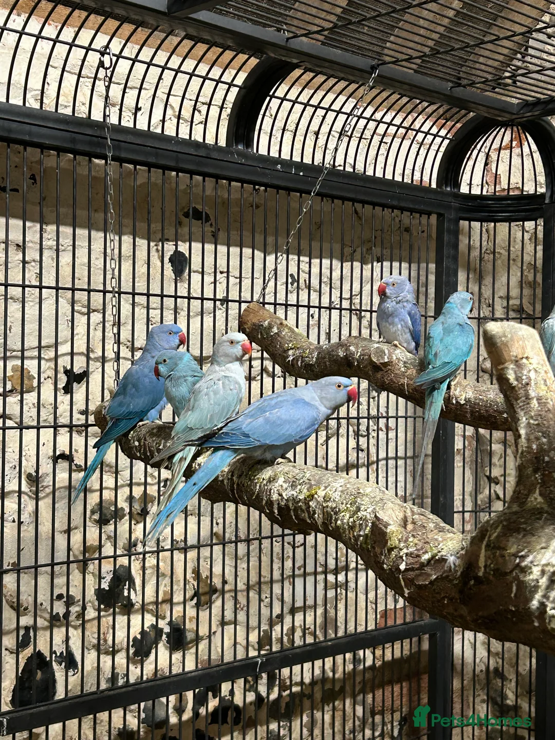 Gallery Image {{count}}