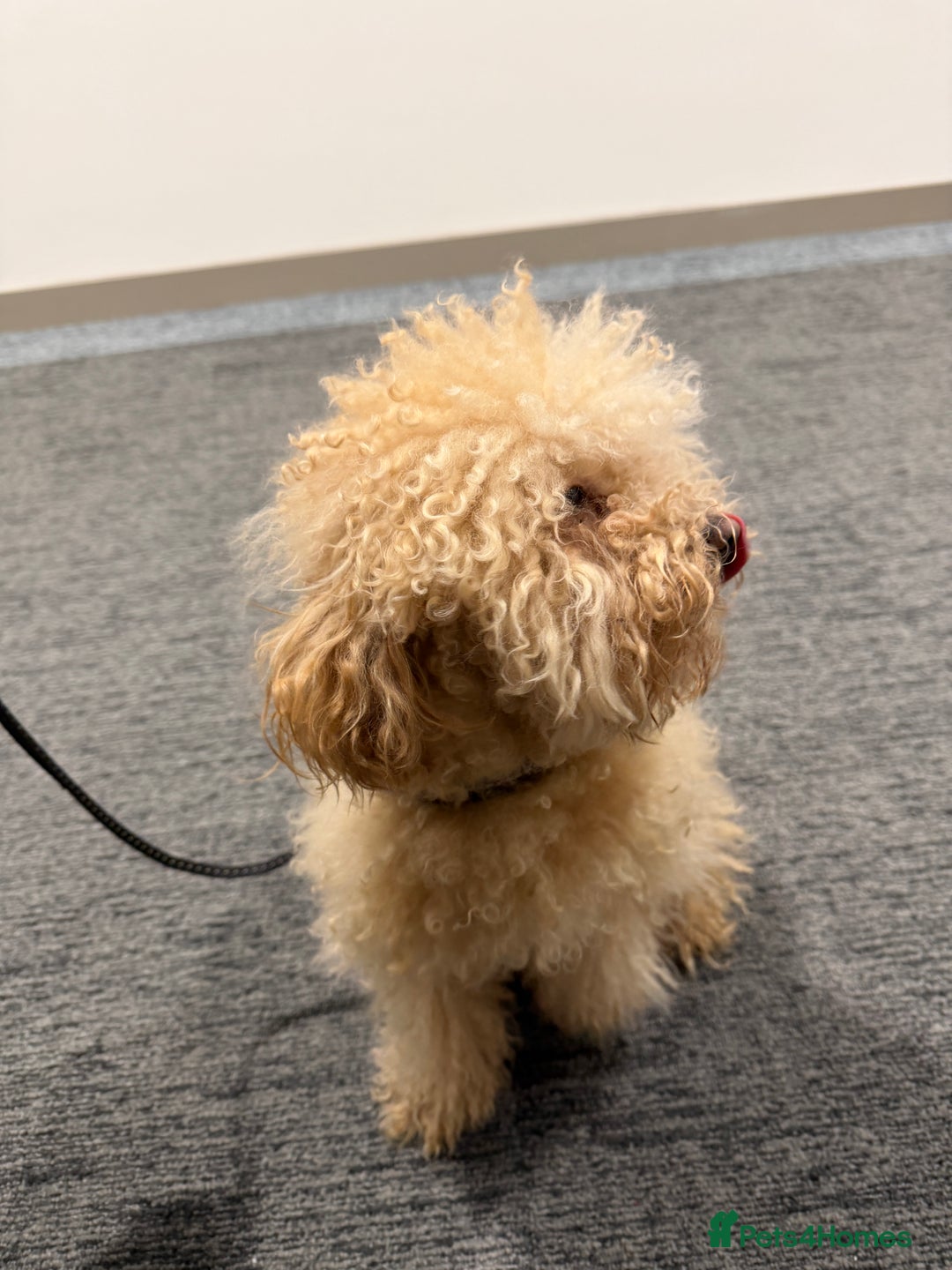 Miniature Poodle dogs for sale: Miniture Poodle for Adoption  - Advert 2