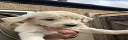Goldendoodle dogs for sale: Goldendoodle pups  - Advert 2