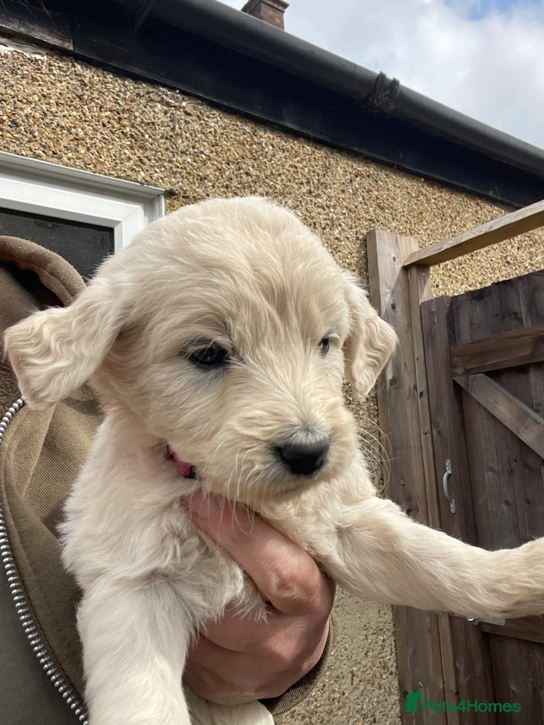 Goldendoodle dogs for sale: Goldendoodle pups  - Advert 2