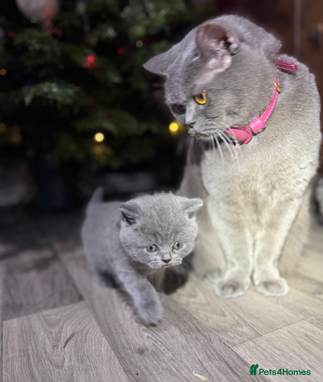 British Shorthair cats for sale: Beautiful British Shorthair Blue Kittens Available - Advert 2
