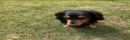 Dachshund dogs for stud: Long haired miniature dachshund  - Advert 2