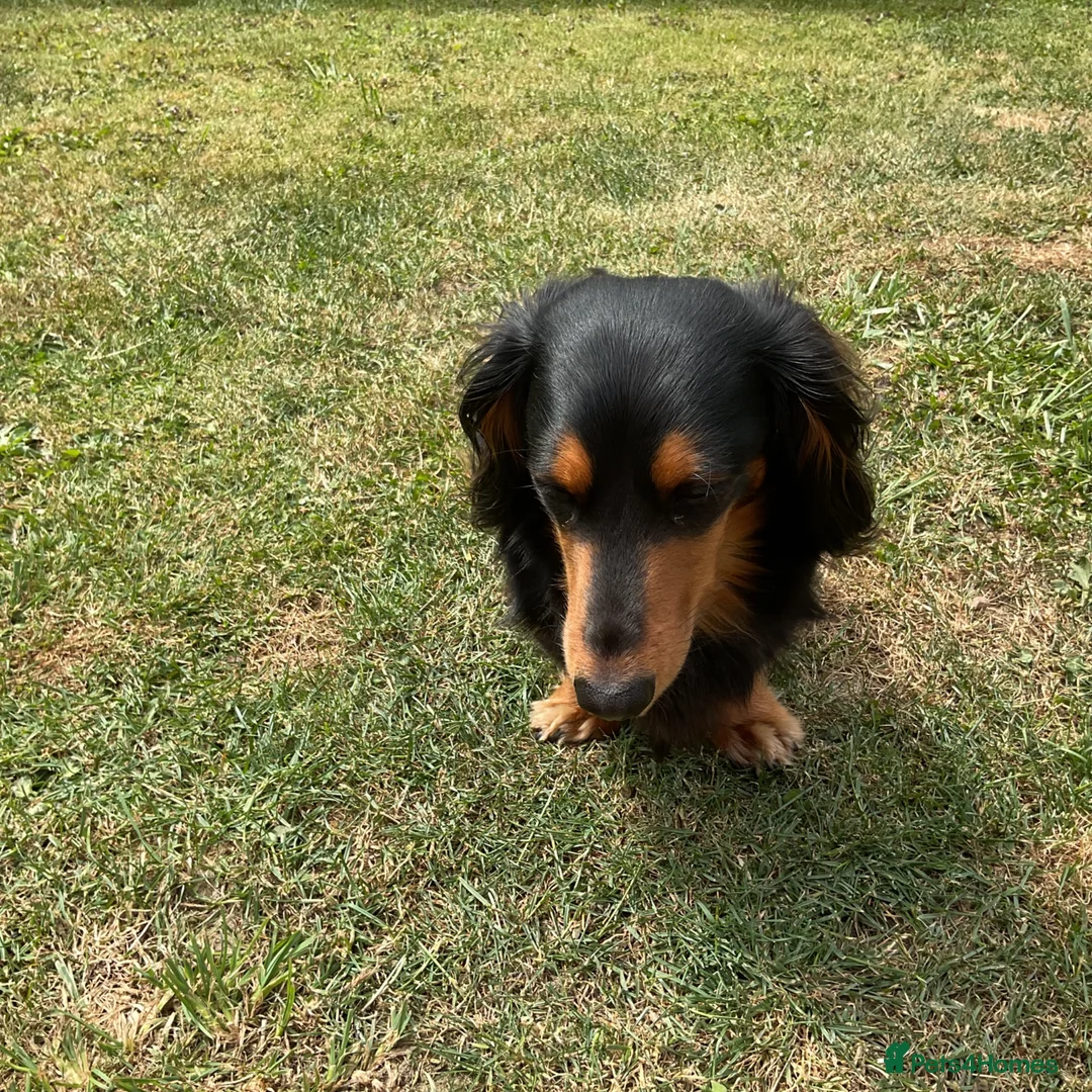 Dachshund dogs for stud: Long haired miniature dachshund  - Advert 2