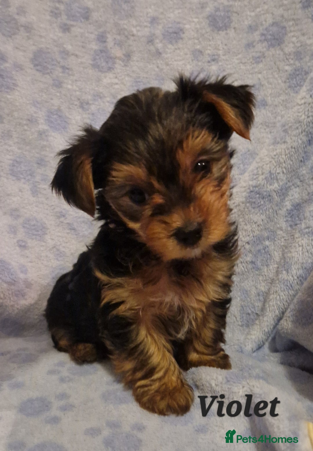 Yorkshire Terrier dogs for sale: Beautiful yorkie puppies - Advert 22