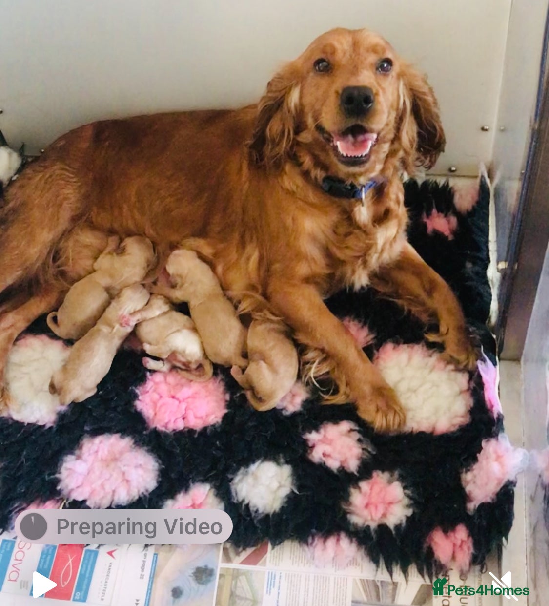 Cockapoo dogs Family raised Cockapoo babies  - Advert 1