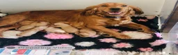 Cockapoo dogs for sale: Chestnut F1 cockapoo boy ready now - Advert 9