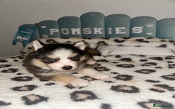 Pomsky dogs for sale: Family-Raised Pomsky Pups - Advert 9