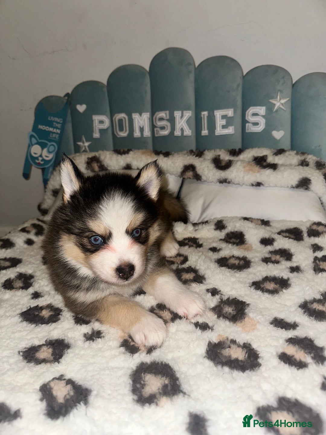 Pomsky dogs for sale: Family-Raised Pomsky Pups - Advert 9