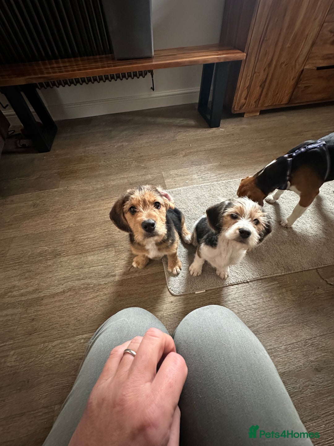 Mixed Breed dogs for sale: 🐾 Beautiful Cavapoo x Beagle Puppies 🐾 - Advert 13