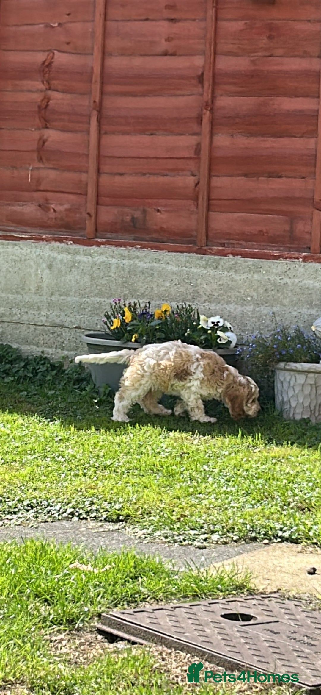 Cockapoo dogs for sale: Fully vaccinated cockapoo puppy  - Image 11