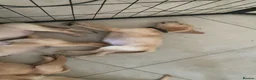 Goldador dogs for sale: Stunning Goldador Puppies - Advert 9