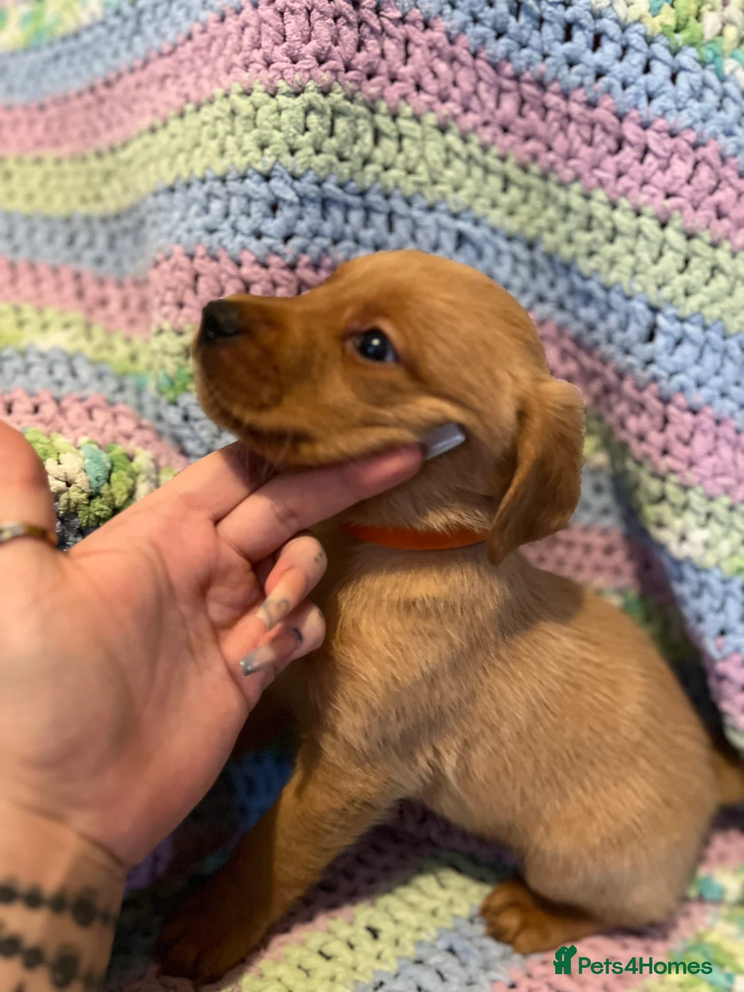 Labrador Retriever dogs for sale: Only one left KC Fox Red Labrador Puppies - Advert 13