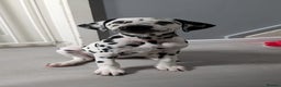 Dalmatian dogs for sale: Dalmatian puppies ready advert fully - Advert 38