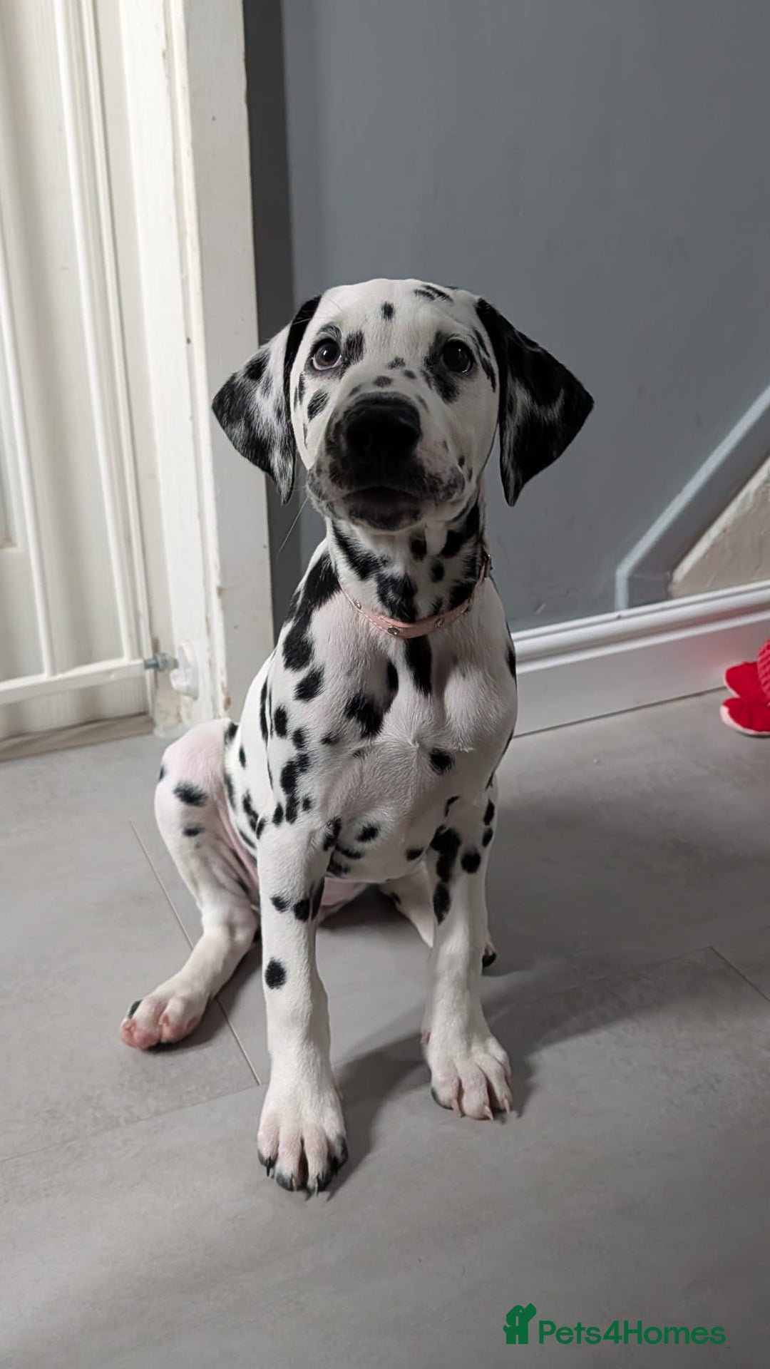 Dalmatian dogs for sale: Dalmatian puppies ready advert fully - Advert 38