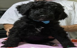 Standard Poodle dogs for sale: Stunning Standard poodles  in Loughborough - Image 32