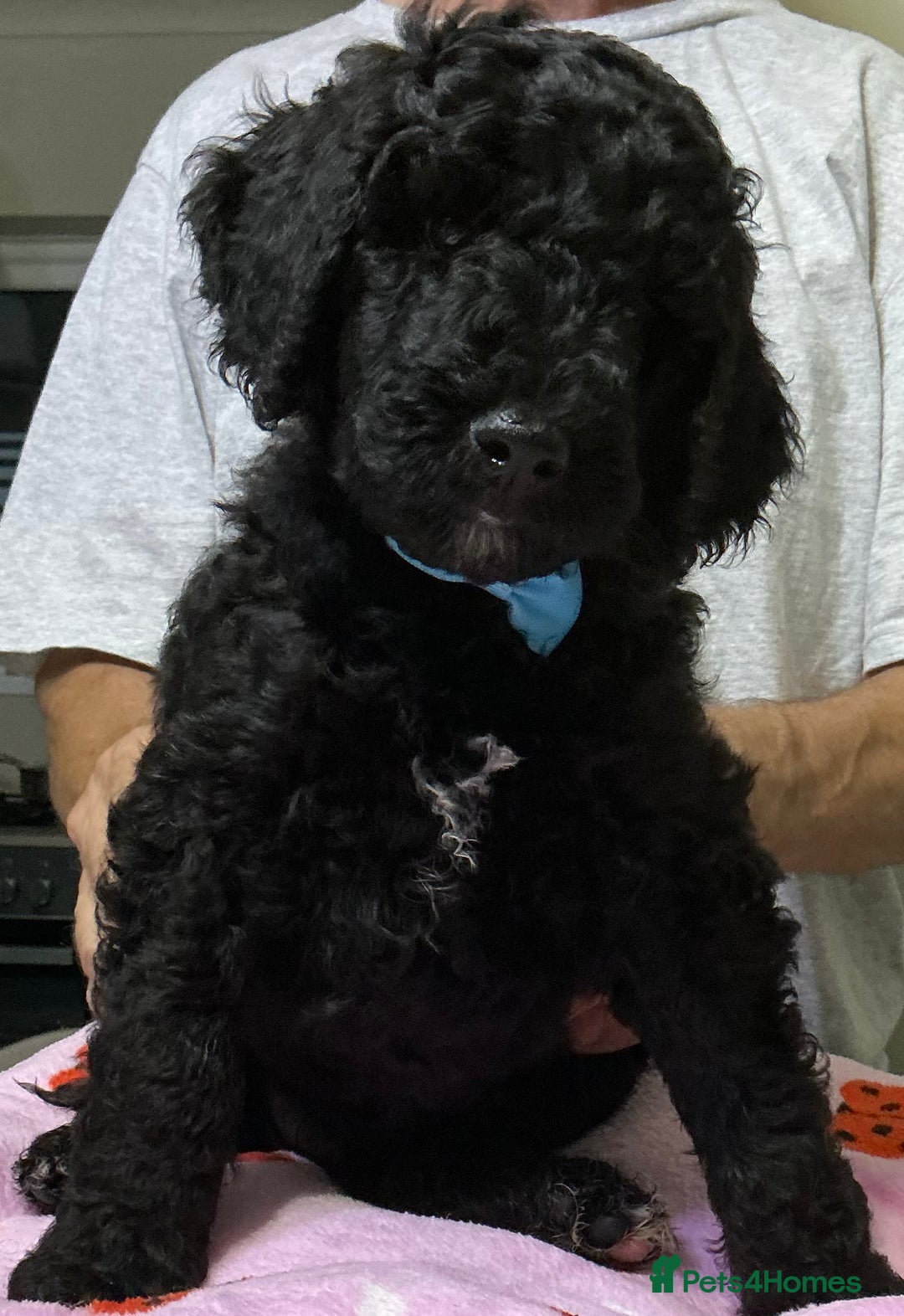 Standard Poodle dogs for sale: Stunning Standard poodles  in Loughborough - Image 32