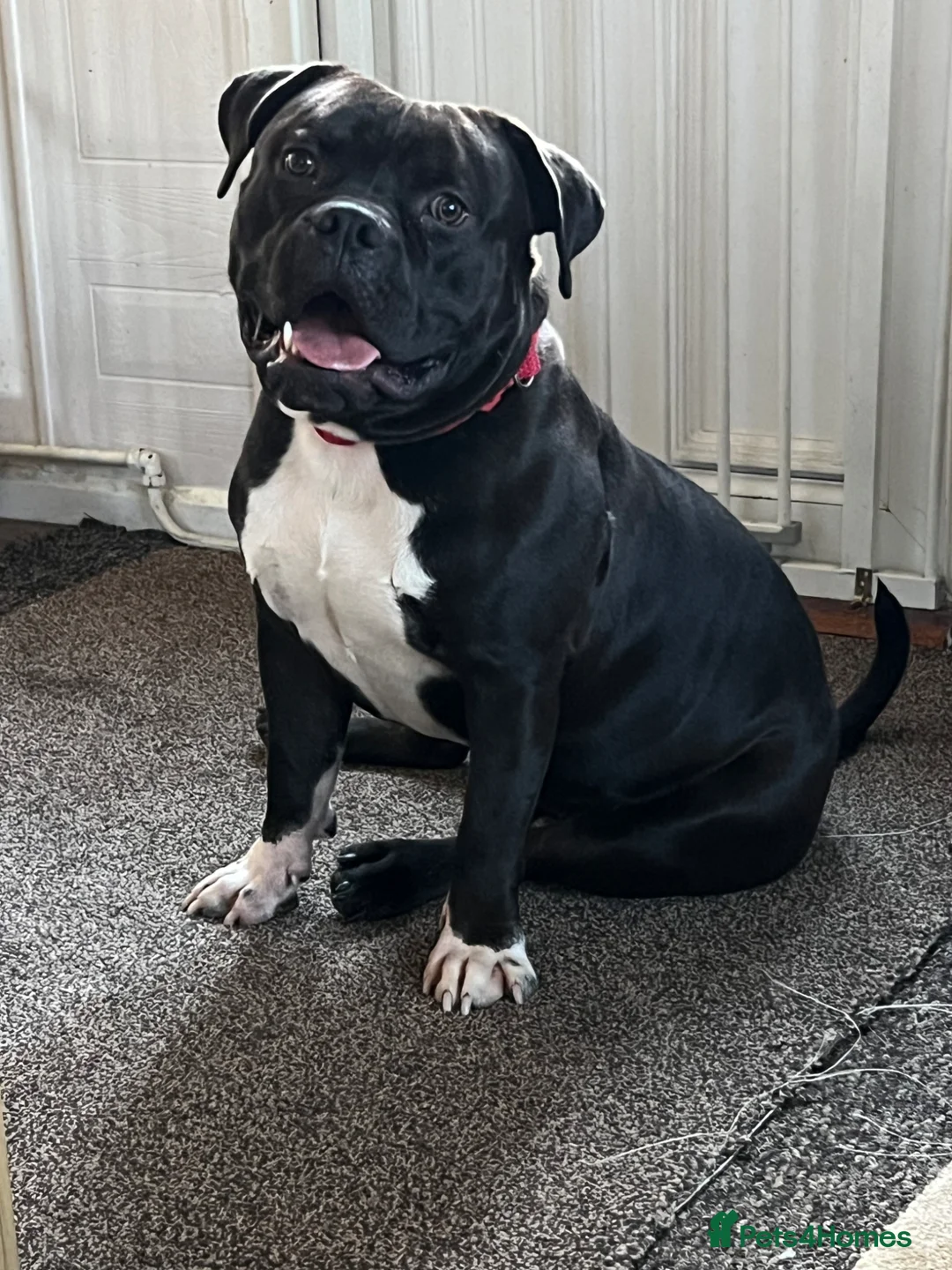 American Bully dogs for sale: American Bully Standard  in Leicester - Advert 1