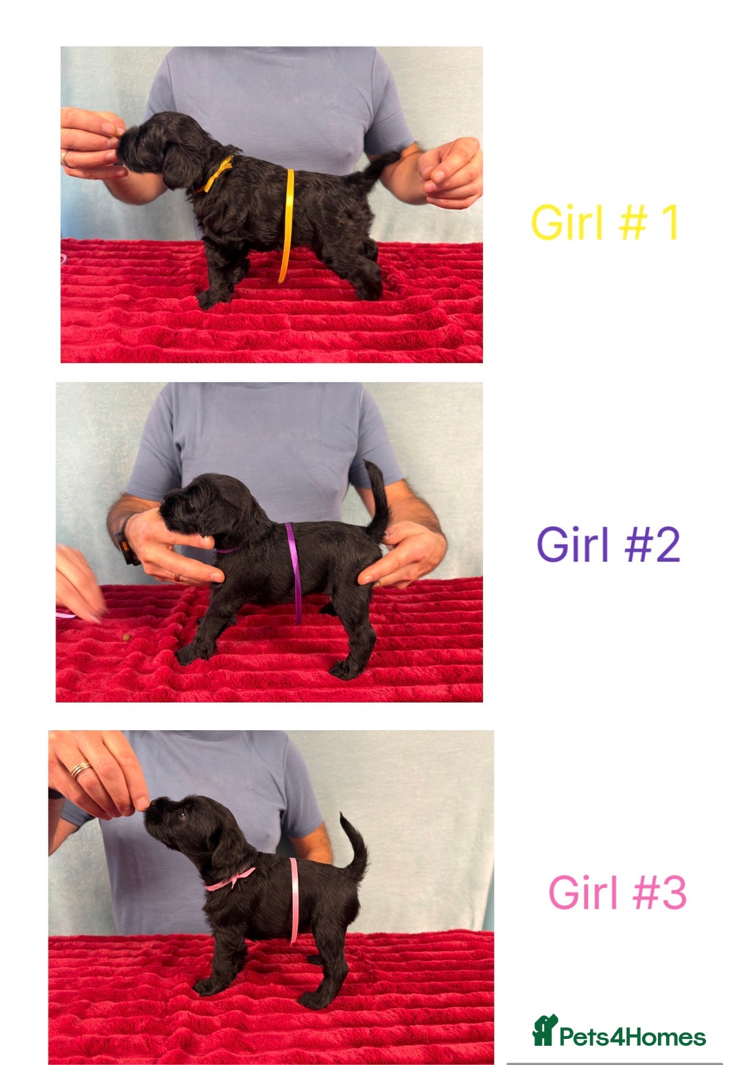 Miniature Schnauzer dogs for sale: Black Miniature Schnauzer Puppies  - Advert 2