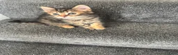 Mixed Breed cats for sale: 3 gorgeous kittens looking for loving home  - Advert 7