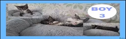 Mixed Breed cats for sale: Kittens for sale  - Advert 3