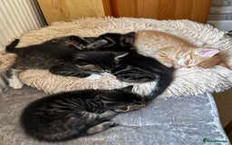 Maine Coon cats for sale: Maincoon cross kittens  - Image 5