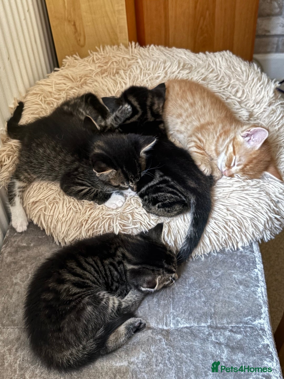 Maine Coon cats for sale: Maincoon cross kittens  - Image 5