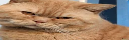 British Shorthair cats for stud: Champion Proven British Shorthair  - Advert 3