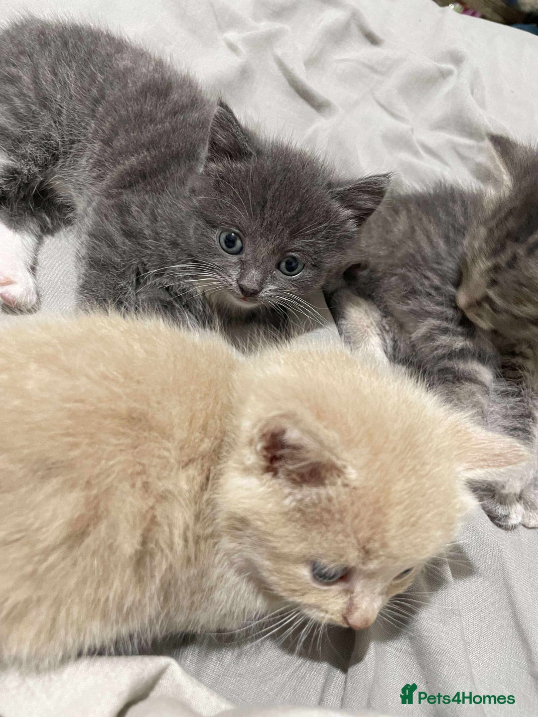 Mixed Breed cats for sale: 3 Beautiful Kittens Needing A Home - Advert 5