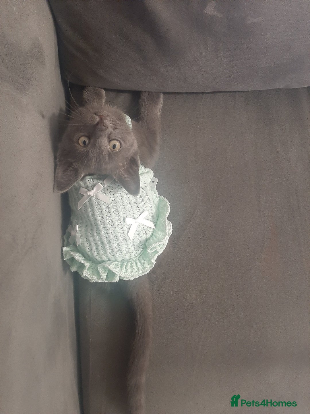 Russian Blue cats for sale: Grey girl 10 weeks - Image 2