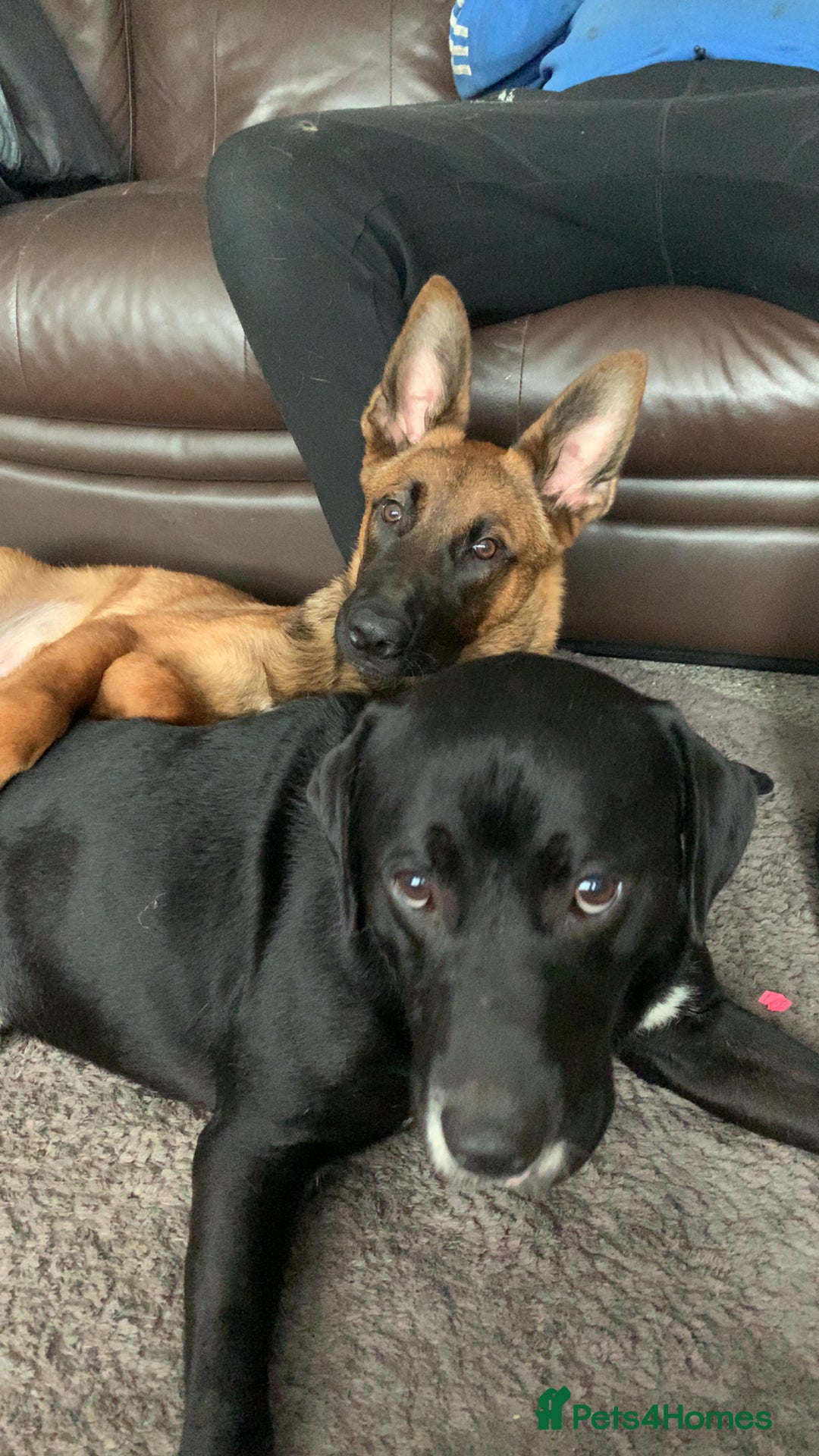 Belgian Shepherd Dog dogs for sale: Male  - Advert 3