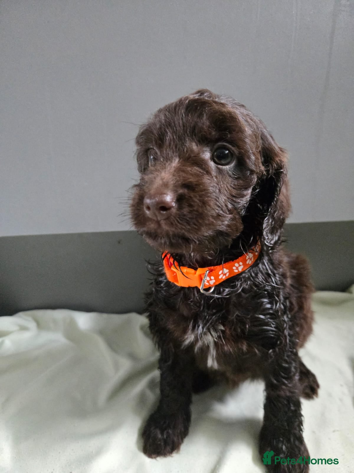Cockapoo dogs Gorgeous Cockapoo litter - Advert 14